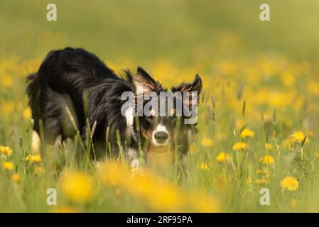 Schöner Border Collie Hund auf einer grünen Wiese mit Elendelionen im Frühling der Saison. Stockfoto