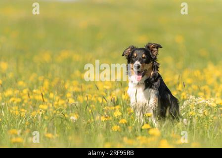 Schöner Border Collie Hund auf einer grünen Wiese mit Elendelionen im Frühling der Saison. Stockfoto