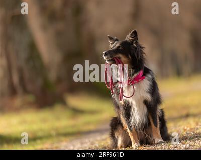 Der australische Schäferhund hält eine Leine im Mund und wartet auf einen Spaziergang im Herbst der Saison Stockfoto