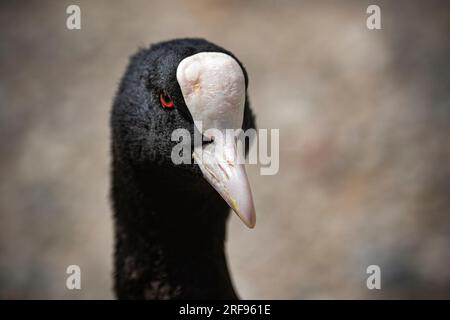 Porträt von eurasischer Kutte (Fulica atra). Stockfoto