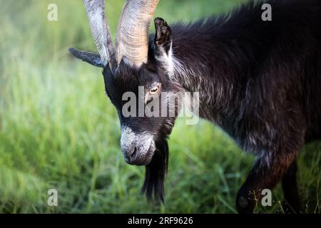 Portrait of a billy Goat in the field in the warming light of sunrise, Germany, Europe Stock Photo