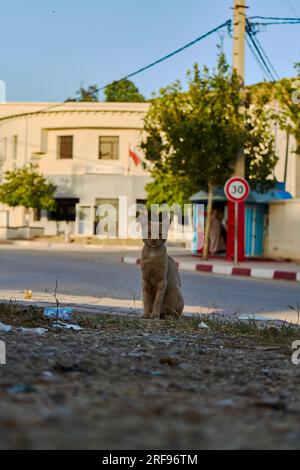 Obdachlose Katze auf der Straße Stockfoto