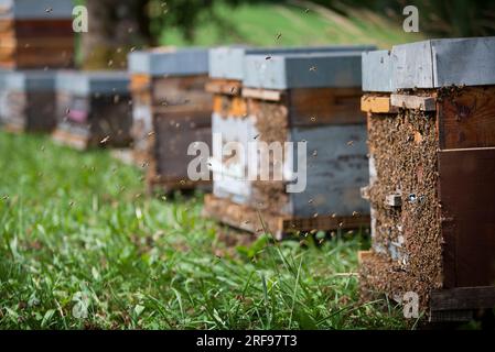 Die Bienen werden aus ihren Bienenstöcken getrieben, während ihr Honig geerntet wird. Stockfoto