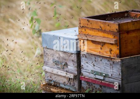 Die Bienen werden aus ihren Bienenstöcken getrieben, während ihr Honig geerntet wird. Stockfoto