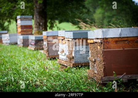 Die Bienen werden aus ihren Bienenstöcken getrieben, während ihr Honig geerntet wird. Stockfoto