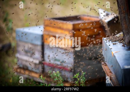 Die Bienen werden aus ihren Bienenstöcken getrieben, während ihr Honig geerntet wird. Stockfoto