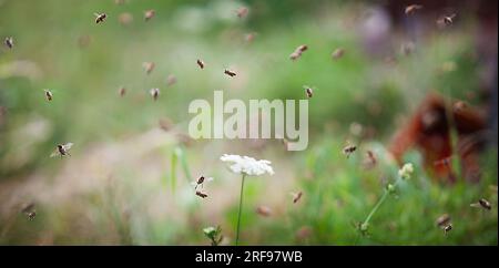 Die Bienen werden aus ihren Bienenstöcken getrieben, während ihr Honig geerntet wird. Stockfoto