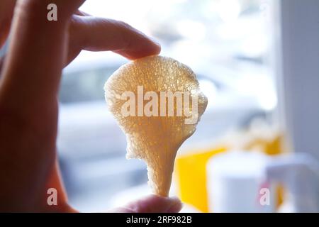 Virusinaktiviertes Knochentransplantat, hergestellt in einer Gewebe- und Zellbiobank. Stockfoto