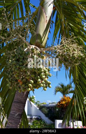 Nahaufnahme der grünen Datteln einer königlichen Palme. Stockfoto