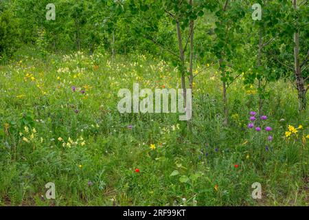 Eine Wiese mit Wildblumen (Milchwicke, Korallenlilien, Tageslilien, Marallenwurzel) unter dem Ariyabal Meditation Tempel im Gorkhi Terelj Nationalpark, der Stockfoto