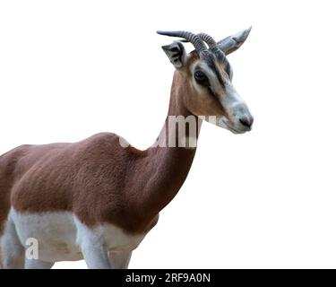 Dama-Gazelle, Nanger-Damm, die Addra-Gazelle oder mhorr-Gazelle. Isoliert Stockfoto