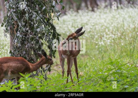 Südlicher Gerenuk, Litocranius walleri, die Giraffen-Gazelle, eine mittelgroße Antilope Stockfoto