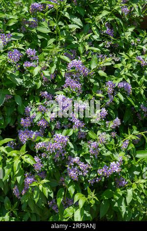 Nahaufnahme der blühenden chilenischen Nachtschattenblumen (solanum crispum) Stockfoto