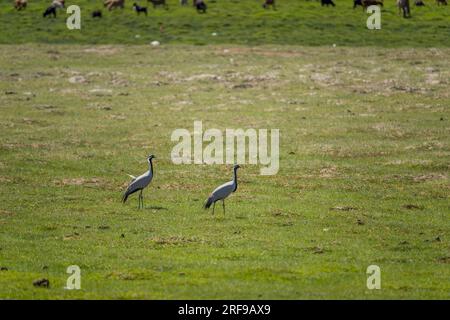 Demoiselle Cranes (Anthropoides virgo) auf der Suche nach Nahrung an einem See, der sich nach Regenfällen in der Nähe von Bulgan, einer kleinen Stadt in der Wüste Gobi, entstand, was ich Stockfoto