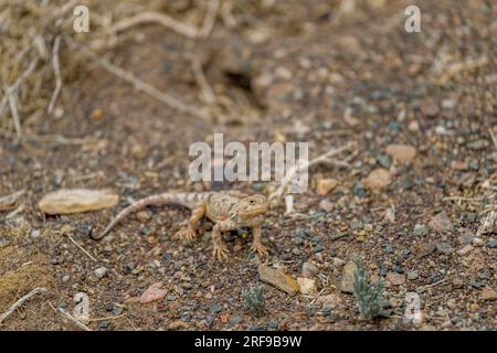 Eine Tuva-Krötenkopf-Agama (Phrynocephalus versicolor)-Eidechse im trockenen, felsigen Gelände der Wüste Gobi in der Südmongolei. Stockfoto