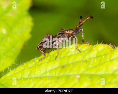 Späte Nymphe des britischen Squashbug Coreus marginatus, Dock Bug Stockfoto