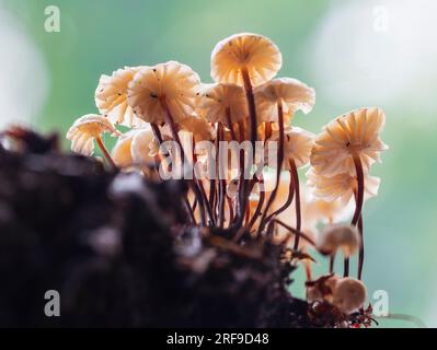 Unterseite des winzigen Fallschirmpilzes, Marasmius rotula, ein britischer Saprophyte auf Zweigen und gefallenem Holz. Stockfoto
