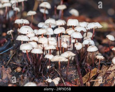 Auf der Oberseite des winzigen Fallschirmpilzes, Marasmius rotula, ein britischer Saprophyte auf Zweigen und gefallenem Holz. Stockfoto