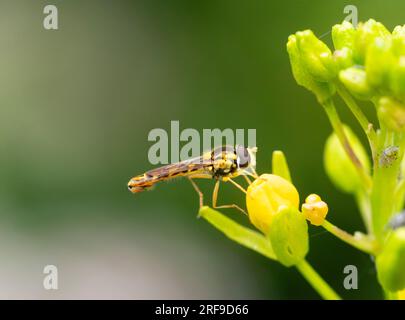 Gelbe und schwarze Färbung eines britischen männlichen Hoverfly, Sphaerophoria scripta, der sich von einer Senfblume ernährt Stockfoto