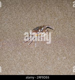 Eine getuftete Geisterkrabbe bei Nacht an einem Sandstrand in Ostsizilien, Italien Stockfoto