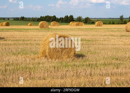 In einem verdichteten Weizenfeld liegen runde Strohballen an verschiedenen Stellen. Hinter dem Feld wächst ein Wald. Das Wetter ist sonnig, der Himmel ist blau. Harve Stockfoto