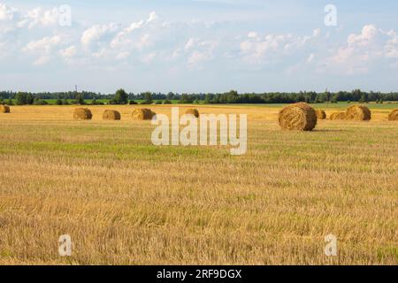 In einem verdichteten Weizenfeld liegen runde Strohballen an verschiedenen Stellen. Hinter dem Feld wächst ein Wald. Das Wetter ist sonnig, der Himmel ist blau. Harve Stockfoto