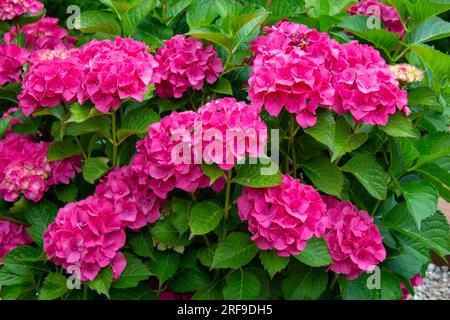 Rosa Hortensien, Nahaufnahme. Blühender Busch. Riesige Hortensien im Vorgarten. Blühende lila und rosa Hortensien. Stockfoto