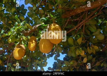 Jackfrucht wissenschaftlicher Name Artocarpus heterophyllus, Jackfrucht hängt an Jackfrucht Baum. Stockfoto