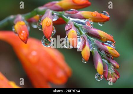 In Powys, Mid Wales, regnet es auf Montbretia-Knospen in einem Garten Stockfoto