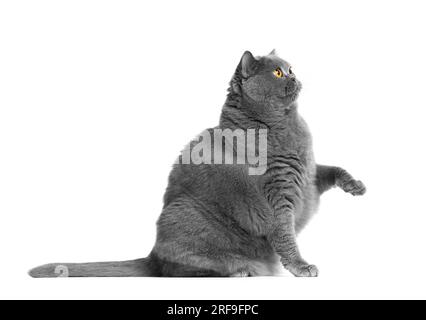 Eine fette britische Katze sitzt auf weißem Hintergrund und erhebt ihre Pfote lustig, bettelt um Essen oder etwas Süßes. Katzenübergewicht, Haustierfutter-Werbung. Stockfoto