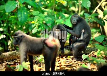 Eine Erwachsene Frau von Sulawesi-Schwarzkammmakaken (Macaca nigra) pflegt eine andere Person, während sie ein Kind in Tangkoko Nature Reserve, North Sulawesi, Indonesien, trägt. Männliche Kammmakaken reagieren selten (11 Prozent) auf Schreie von Säuglingen, die an agonistischen Interaktionen beteiligt sind, so ein Team von Primaten-Wissenschaftlern unter Leitung von Daphne Kerhoas in ihrem Bericht vom Juli 2023, der im International Journal of Primatology veröffentlicht wurde. Wir fanden auch heraus, dass Männer, die der beste Freund der Mutter waren, etwas eher auf die Schreie eines Säuglings reagierten als Männer, die nicht die besten Freunde der... Stockfoto