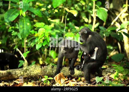 Eine Erwachsene Frau von Sulawesi-Schwarzkammmakaken (Macaca nigra) pflegt eine andere Person, während sie ein Kind in Tangkoko Nature Reserve, North Sulawesi, Indonesien, trägt. Laut einem von Marine Joly geleiteten Wissenschaftlerteam, das im Juli 2023 im International Journal of Primatology veröffentlicht wurde, stieg die Temperatur im Tangkoko-Wald, einem geschützten Lebensraum für die gefährdeten Kammmakaken in Nord-Sulawesi, an. „Zwischen 2012 und 2020 stiegen die Temperaturen im Wald um bis zu 0,2 Grad Celsius pro Jahr, und der Obstreichtum sank insgesamt um 1 Prozent pro Jahr“, schrieben sie. Stockfoto