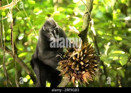 Eine Sulawesi-Schwarzkammmakake (Macaca nigra) pflückt im Naturschutzgebiet Tangkoko Batuangus, North Sulawesi, Indonesien, Liana-Früchte. Laut einem Team von Wissenschaftlern unter der Leitung von Marine Joly, das im Juli 2023 im International Journal of Primatology veröffentlicht wurde, stieg die Temperatur im Wald von Tangkoko an, und die Gesamtfruchtmenge sank. „Zwischen 2012 und 2020 stiegen die Temperaturen im Wald um bis zu 0,2 Grad Celsius pro Jahr, und der Obstreichtum sank insgesamt um 1 Prozent pro Jahr“, schrieben sie. Stockfoto