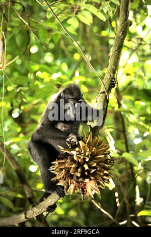 Eine Sulawesi-Schwarzkammmakake (Macaca nigra) pflückt im Naturschutzgebiet Tangkoko Batuangus, North Sulawesi, Indonesien, Liana-Früchte. Laut einem Team von Wissenschaftlern unter der Leitung von Marine Joly, das im Juli 2023 im International Journal of Primatology veröffentlicht wurde, stieg die Temperatur im Wald von Tangkoko an, und die Gesamtfruchtmenge sank. „Zwischen 2012 und 2020 stiegen die Temperaturen im Wald um bis zu 0,2 Grad Celsius pro Jahr, und der Obstreichtum sank insgesamt um 1 Prozent pro Jahr“, schrieben sie. Stockfoto
