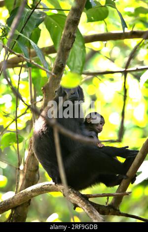 Eine Erwachsene Frau aus Sulawesi-Schwarzkammmakaken (Macaca nigra) kümmert sich um ein Kind, während sie auf einem Zweig eines Baumes im Naturschutzgebiet Tangkoko, North Sulawesi, Indonesien sitzt. Männliche Kammmakaken reagieren selten (11 Prozent) auf Schreie von Säuglingen, die an agonistischen Interaktionen beteiligt sind, so ein Team von Primaten-Wissenschaftlern unter Leitung von Daphne Kerhoas in ihrem Bericht vom Juli 2023, der im International Journal of Primatology veröffentlicht wurde. „Wir fanden auch heraus, dass Männer, die der beste Freund der Mutter waren, etwas eher auf die Schreie eines Säuglings reagierten als Männer, die nicht die besten Freunde von... Stockfoto