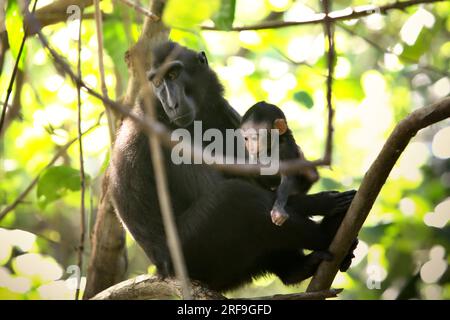 Eine Erwachsene Frau aus Sulawesi-Schwarzkammmakaken (Macaca nigra) kümmert sich um ein Kind, während sie auf einem Zweig eines Baumes im Naturschutzgebiet Tangkoko, North Sulawesi, Indonesien sitzt. Männliche Kammmakaken reagieren selten (11 Prozent) auf Schreie von Säuglingen, die an agonistischen Interaktionen beteiligt sind, so ein Team von Primaten-Wissenschaftlern unter Leitung von Daphne Kerhoas in ihrem Bericht vom Juli 2023, der im International Journal of Primatology veröffentlicht wurde. „Wir fanden auch heraus, dass Männer, die der beste Freund der Mutter waren, etwas eher auf die Schreie eines Säuglings reagierten als Männer, die nicht die besten Freunde von... Stockfoto