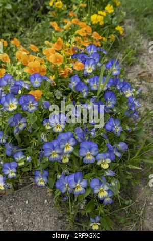 Mehrere Blumenklumpen in verschiedenen Farben im Erdgeschoss eines städtischen Parks Stockfoto