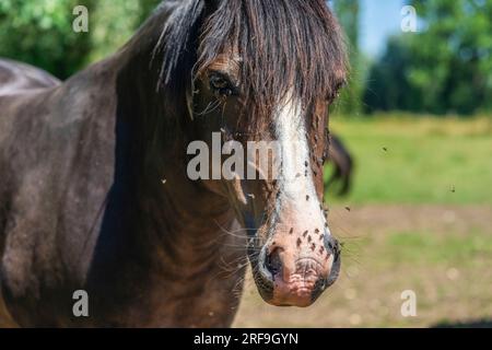 Ein braunes Pferd (Equus ferus caballus), umgeben von lästigen Hausfliegen bei warmem Sommerwetter Stockfoto