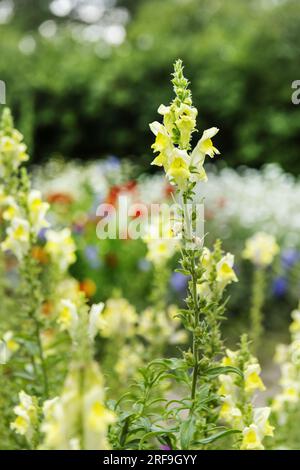 Hübsche gelbe Schneetropfenblumen in einem großen Blumenfeld mit anderen Sorten, Farben und grünen Zweigen Stockfoto