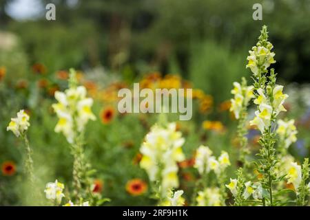 Hübsche gelbe Schneetropfenblumen auf einem großen Feld mit Blumen und grünen Zweigen Stockfoto