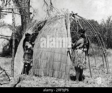 Kalifornien: ca. 1930 das Grundgerüst für das Haus der Yokuts bestand aus Weidenstangen. Die Stangen wurden in den Boden geschoben und oben miteinander verbunden. Die Tubelmatten waren über den Weidenrahmen verteilt und mit Öffnungen für ein Rauchloch oben und eine Tür verbunden. Stockfoto