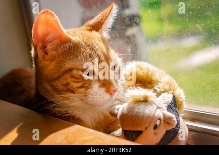 Wolfie, ein 12 Wochen altes, orange-weißes Kätzchen, liegt mit einem Stoffspielzeug in einem Fenster, 2. Juli 2023, in CODEN, Alabama. Stockfoto