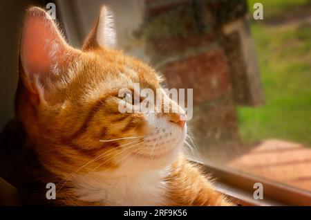 Wolfie, ein 12 Wochen altes, orange-weißes Kätzchen, liegt am 2. Juli 2023 in einem Fenster in CODEN, Alabama. Stockfoto