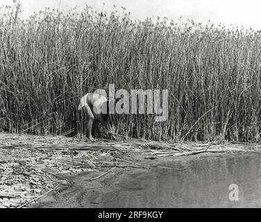 Kalifornien: ca. 1930 die kalifornischen Indianer benutzten die Materialien über sie, um ihre Häuser zu bauen. Die Yokut-Stämme und mehrere andere schneiden die Tulpenwälder, die am Seeufer und an sumpfigen Orten mit Steinmessern wachsen, und benutzten sie dann für ihre Häuser. Stockfoto