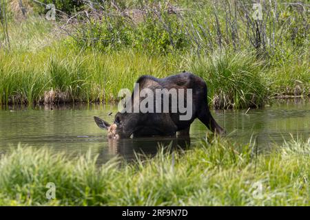 Kuhelche fressen in Biberteichen am Jefferson Lake Colorado Stockfoto