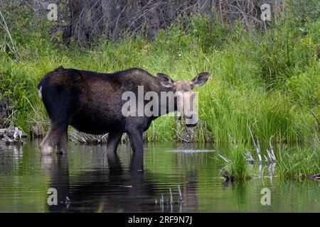 Kuhelche fressen in Biberteichen am Jefferson Lake Colorado Stockfoto