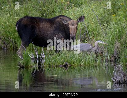 Kuhelche fressen in Biberteichen am Jefferson Lake Colorado Stockfoto