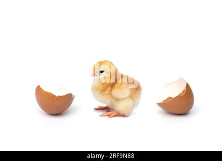 Die Konzeptszene wurde gerade geboren, als Hühnchen aus dem Ei von Chick schlüpfte, mit Eierschalen mit zerbrochenen Eierschalen, die isoliert auf weißem Hintergrund getrennt sind. Stockfoto