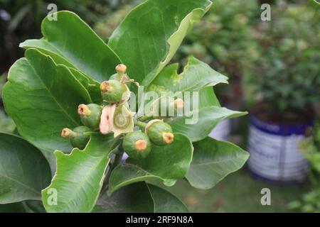 Guava Tree, der auf einem Topf gepflanzt wird, um geerntet zu werden, sind Barfrüchte Stockfoto