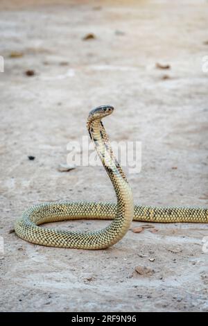 Giftige Schlange gefährlich. Die goldene äquatoriale Spuckkobra (Naja sumatrana) kann Gift in das Auge des Feindes sprühen, wenn sie zur Selbstverteidigung bedroht wird. Stockfoto